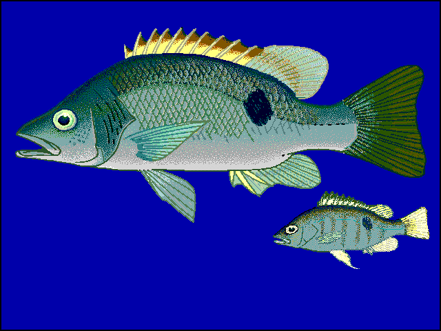 Freshwater snapper  Lutjanus fuscescens blue BG