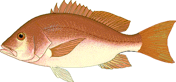 Northern red snapper  Lutjanus campechanus