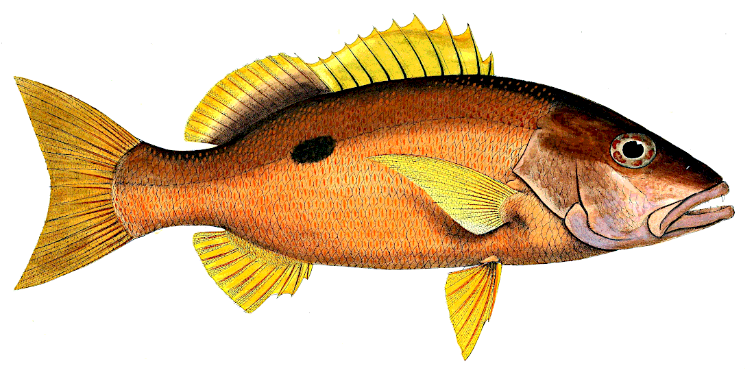 One-Spotted snapper