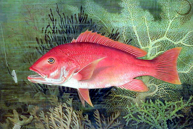 Red snapper clipart