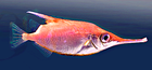 snipefish/
