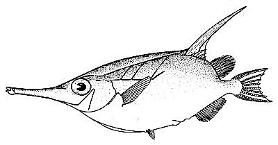 Longspine snipefish  Macroramphosus scolopax
