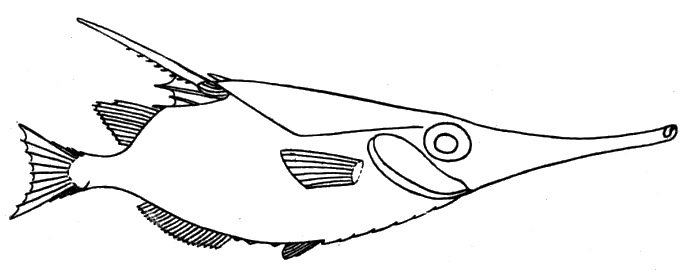 Longspine snipefish  outline
