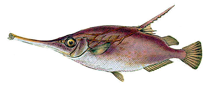 Snipe or Trumpet Fish