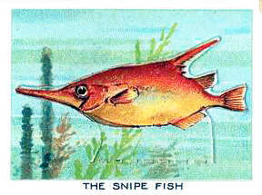 Snipefish small