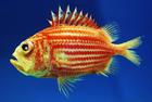 soldierfish/