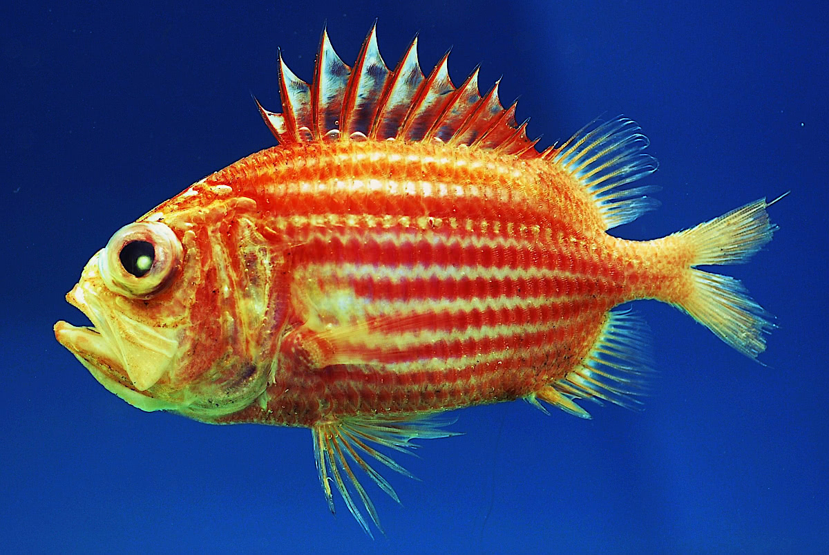 Bigeye soldierfish  Ostichthys trachypoma