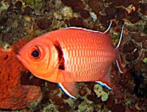 Blackbar soldierfish  Myripristis jacobus
