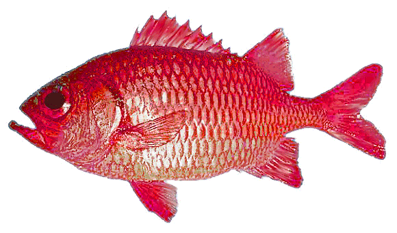 Cardinal Soldierfish  Myripristis gildi