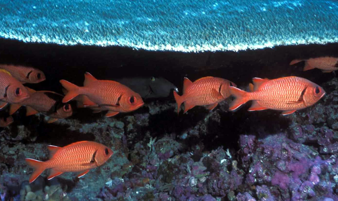 Soldierfish swim by corals
