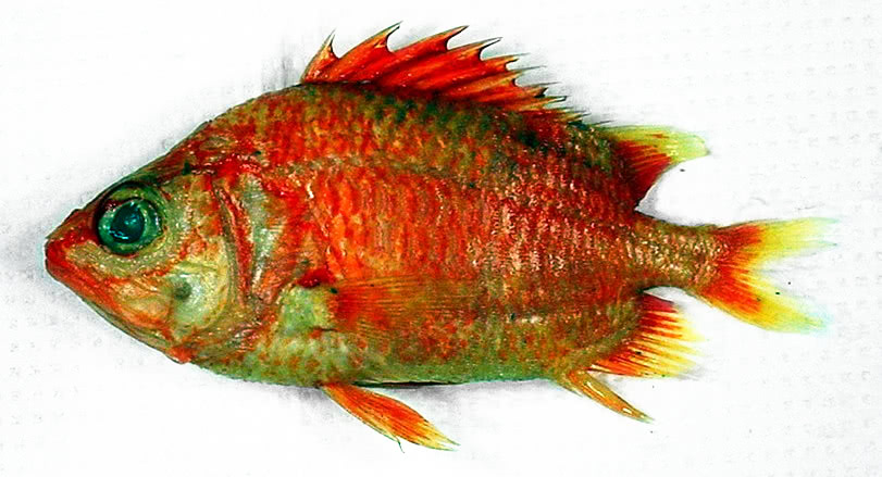 Spinycheek Soldierfish  Corniger spinosus