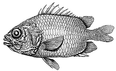 Spinycheek Soldierfish  Corniger spinosus BW