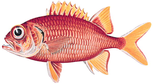 Yellowfin soldierfish  Myripristis chryseres