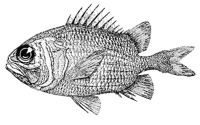 bigeye soldierfish