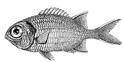 blackbar soldierfish BW