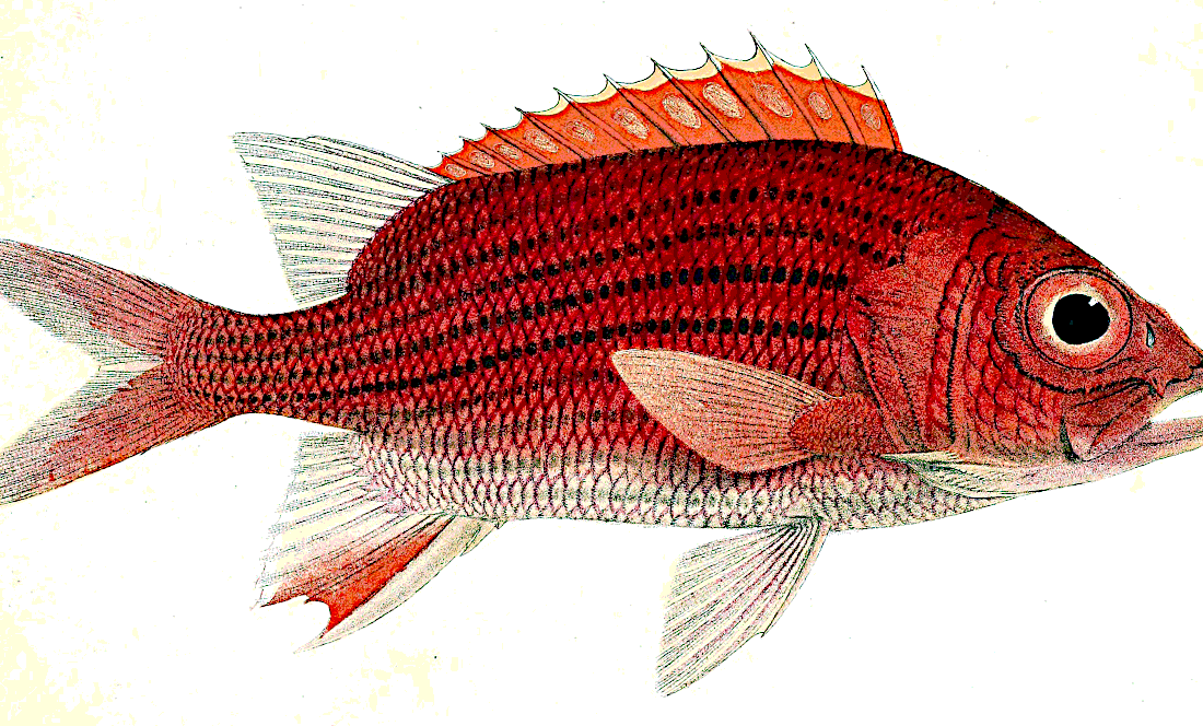 Blue lined squirrelfish