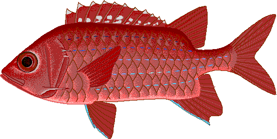 Blue lined squirrelfish  Sargocentron tiere