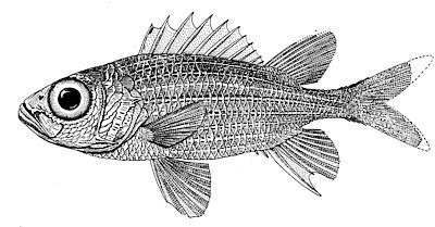 Deepwater squirrelfish  Sargocentron bullisi