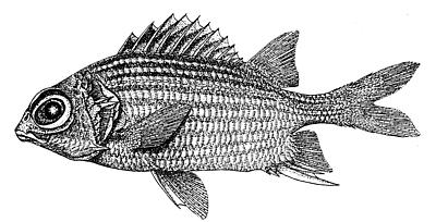 Dusky squirrelfish  Sargocentron vexillarium