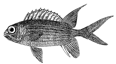 Longspine squirrelfish BW