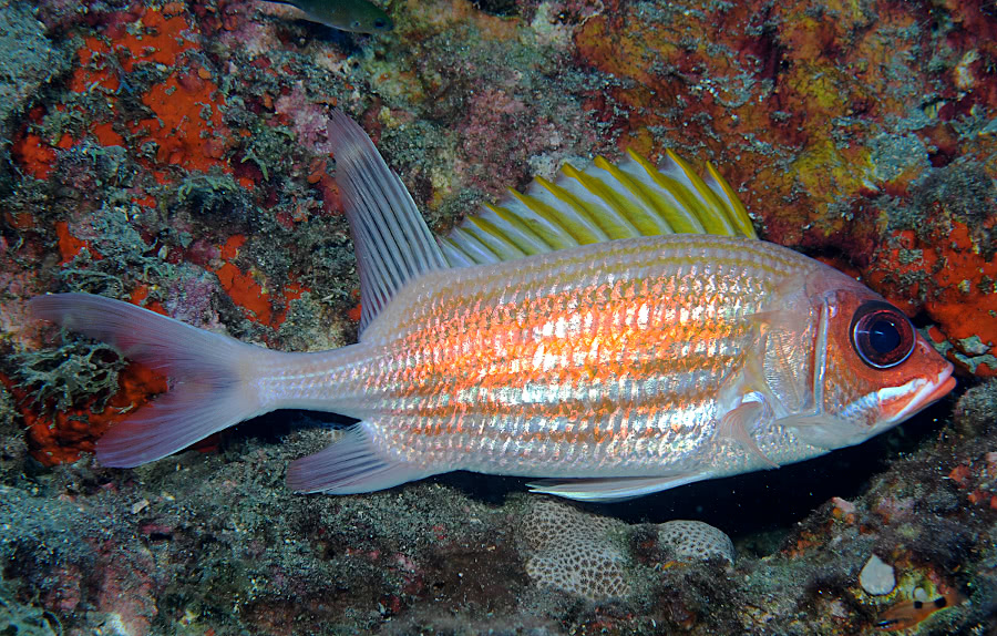 squirrelfish  Holocentrusadscensionis