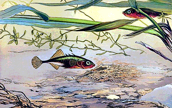 Three-Spined stickleback and nest