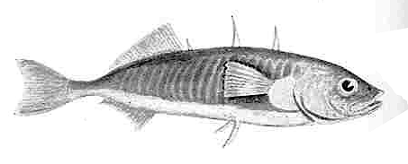 Two-spined Stickleback  Gasterosleus bispinosus