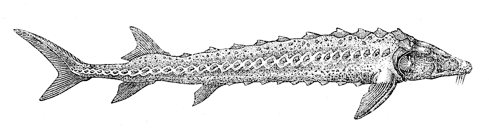 Fringebarbel sturgeon  Acipenser nudiventris