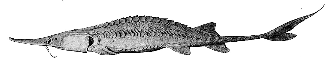 Pallid sturgeon  Scaphirhynchus albus  BW