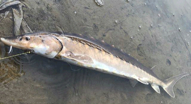 Shortnose sturgeon caught