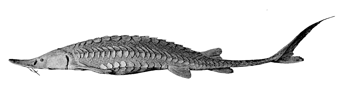 Shovelnose sturgeon  Scaphirhynchus platorynchus