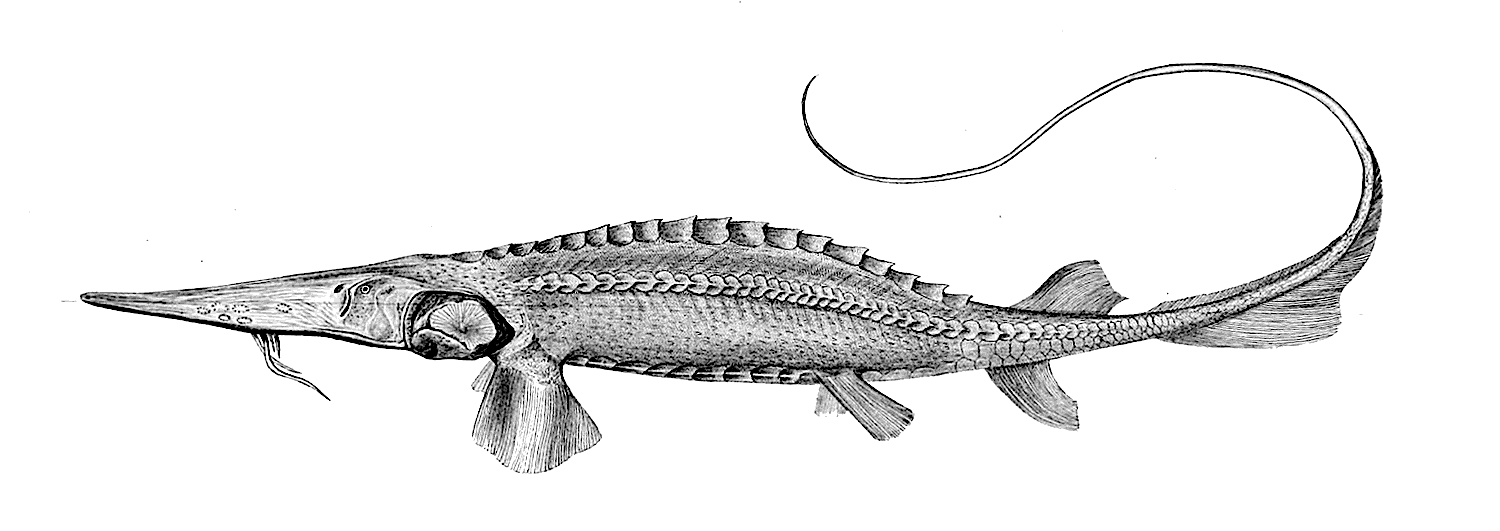 Syr Darya sturgeon  Pseudoscaphirhynchus fedtschenkoi