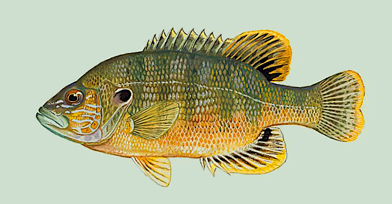 Green sunfish  Lepomis cyanellis