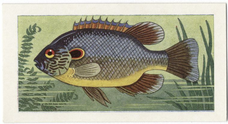 Long-eared Sunfish