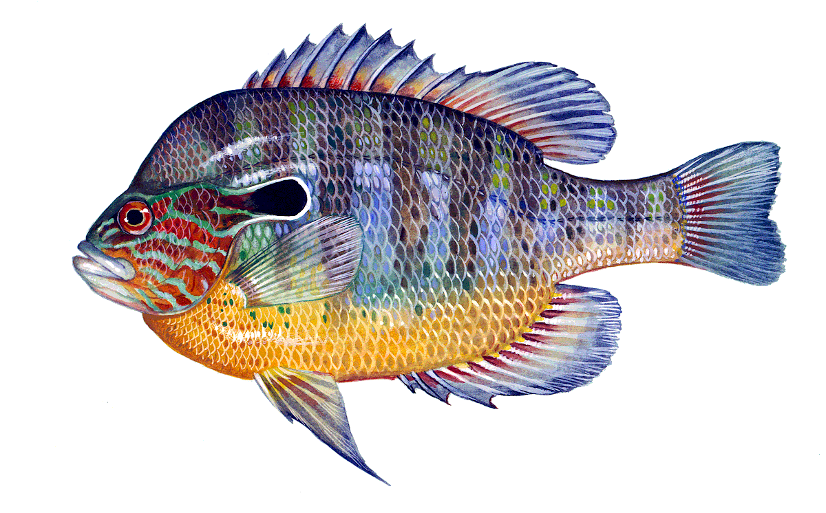 Longear sunfish