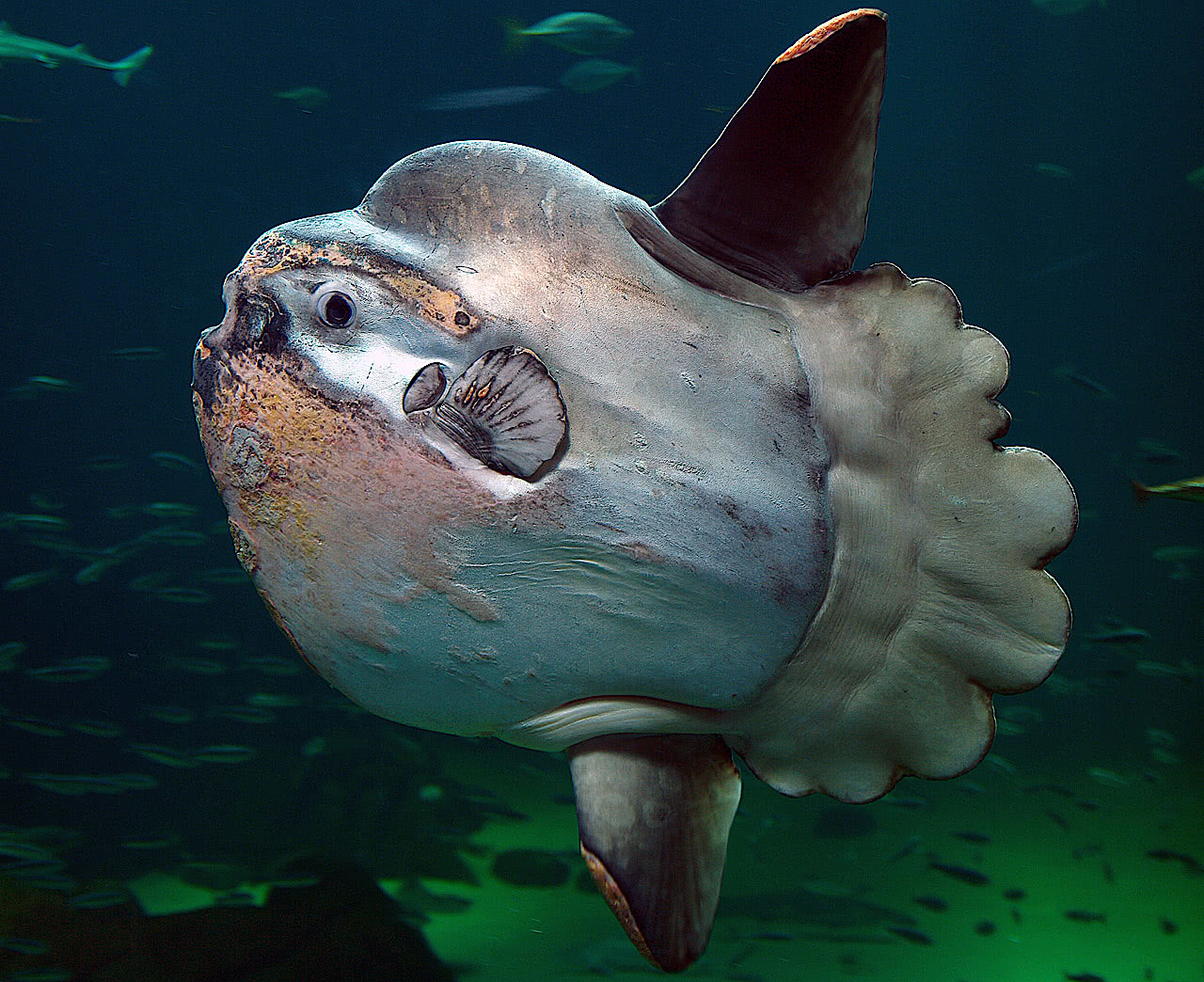Mola Mola Ocean Sunfish