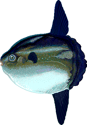 Ocean sunfish  Mola mola