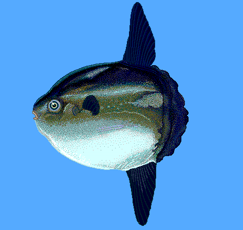 Ocean sunfish  Mola mola blueBG