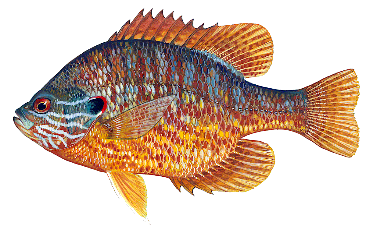 Pumpkinseed sunfish  Lepomis gibbosus