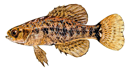 Pygmy sunfish