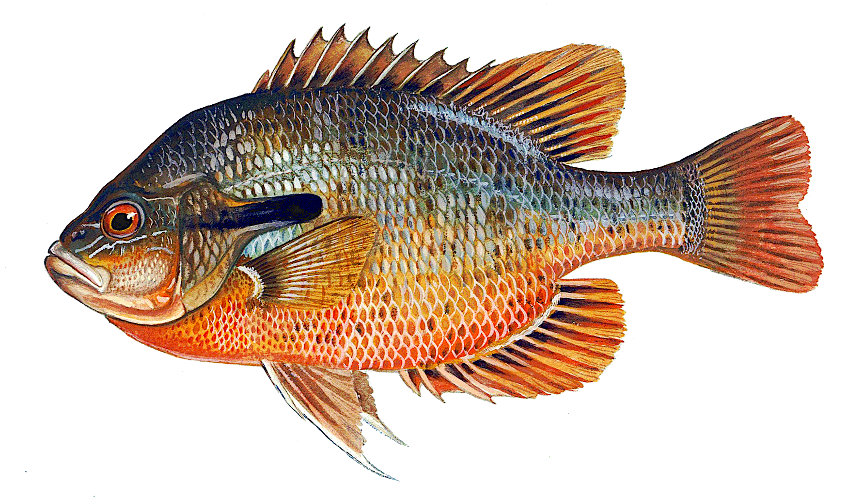 Redbreast sunfish  Lepomis auritus