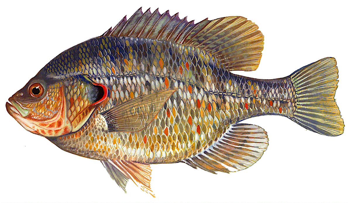 Redear sunfish  Lepomis microlophus