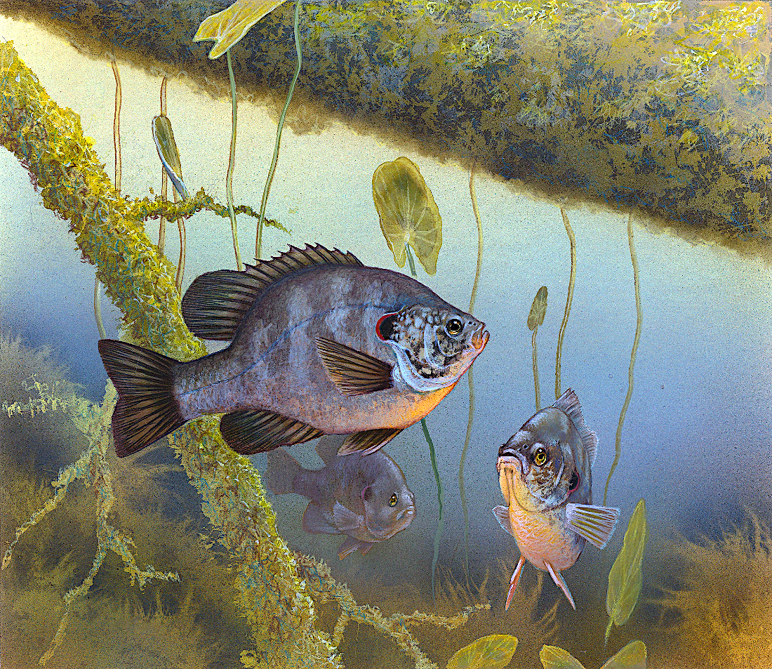 Redear sunfish illustration