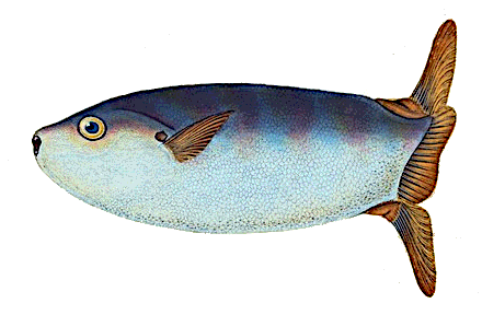 Slender sunfish  Ranzania laevis