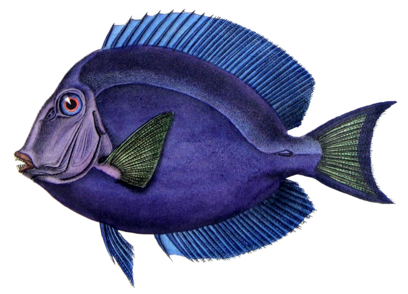Blue Tang surgeonfish  Acanthurus coeruleus