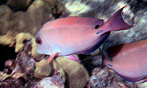 Brown surgeonfish  Acanthurus nigrofuscus