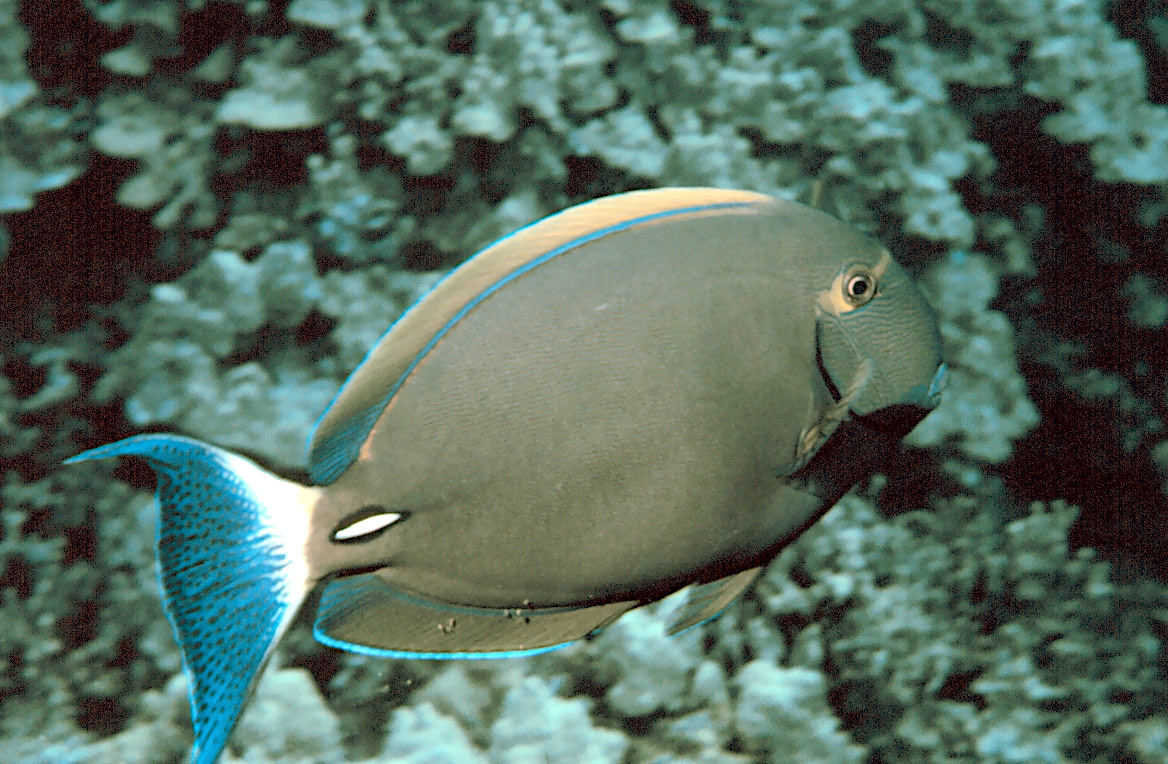 Eyestripe surgeonfish  Acanthurus dussumieri