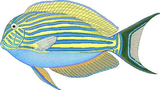 Lined surgeonfish  Acanthurus lineatus