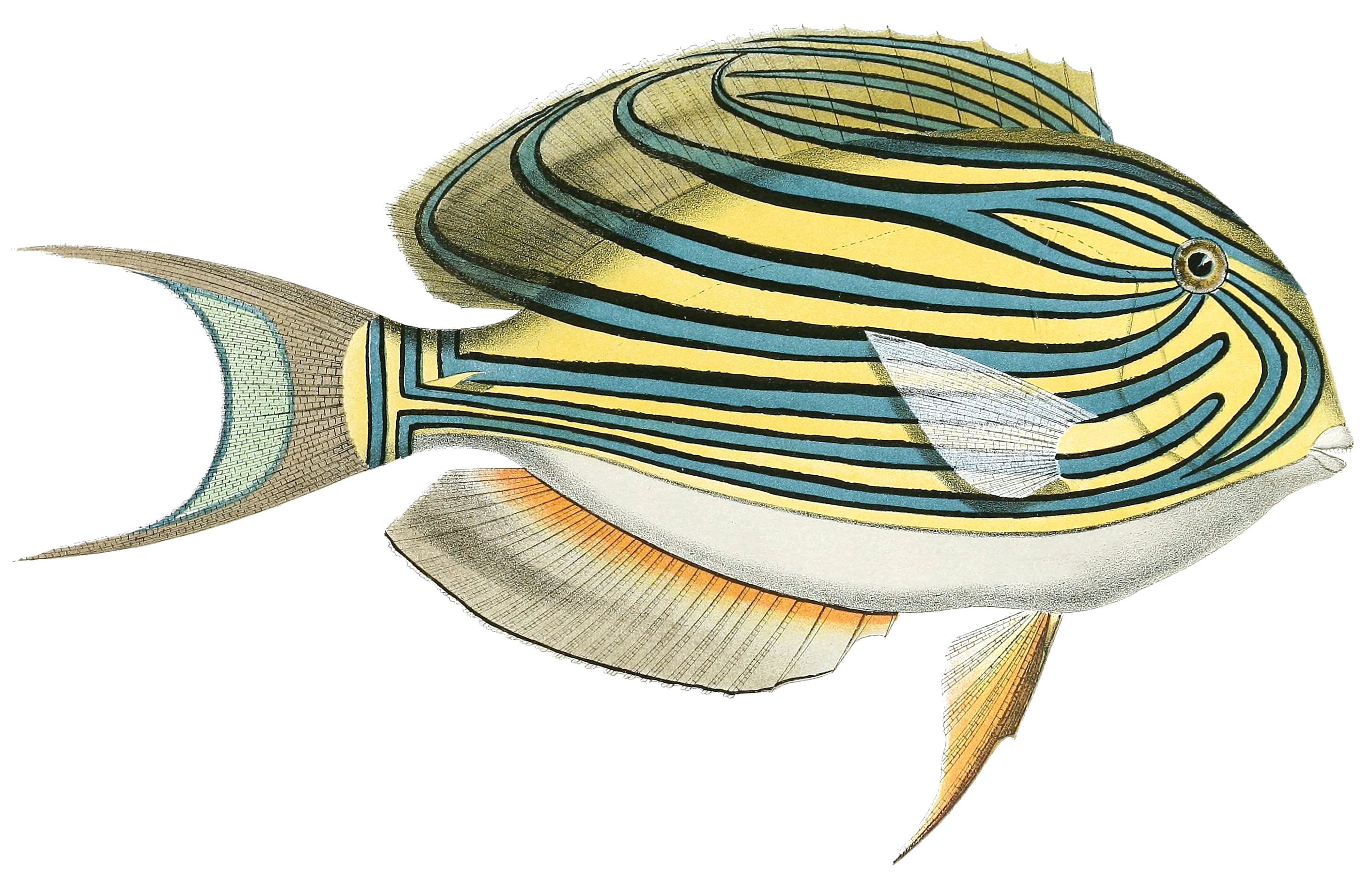 Lined surgeonfish  Acanthurus lineatus 2