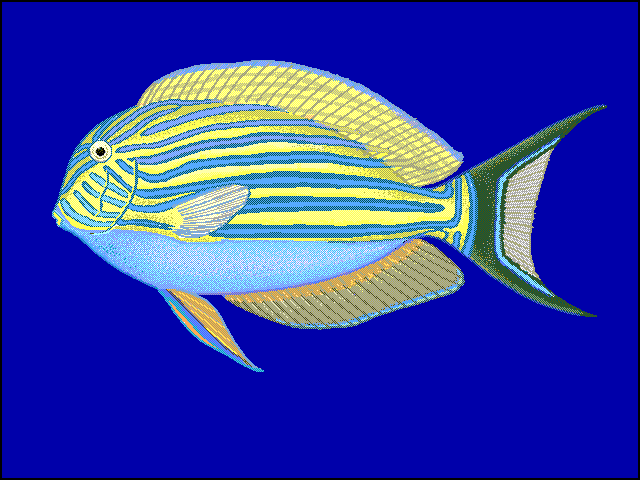 Lined surgeonfish blueBG